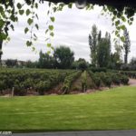 Mendoza Wineyards