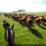 Cattles in Uruguay